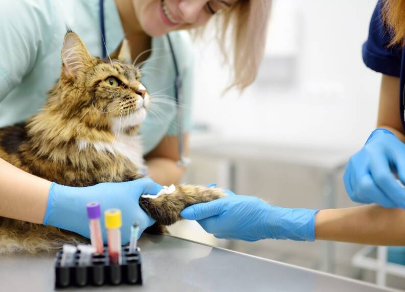 Bloedonderzoek bij katten: Waarom het belangrijk is