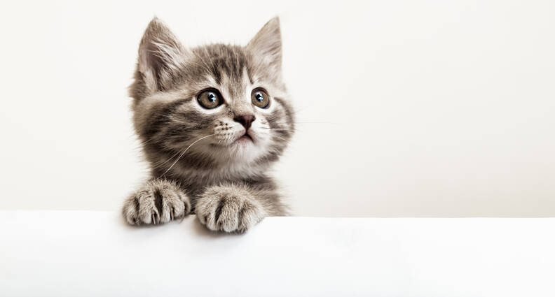 De kosten van het aanschaffen van een kat: Een compleet overzicht