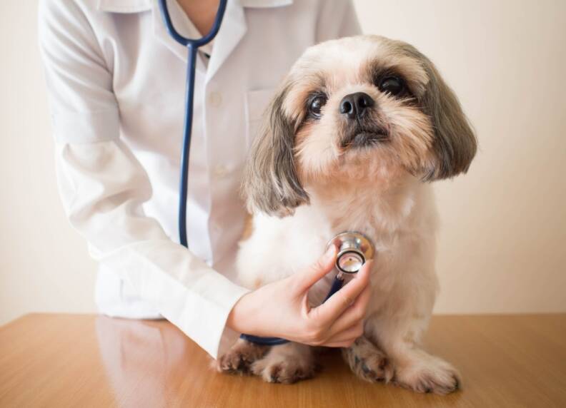 Hartruis bij honden: Oorzaken, symptomen en behandeling