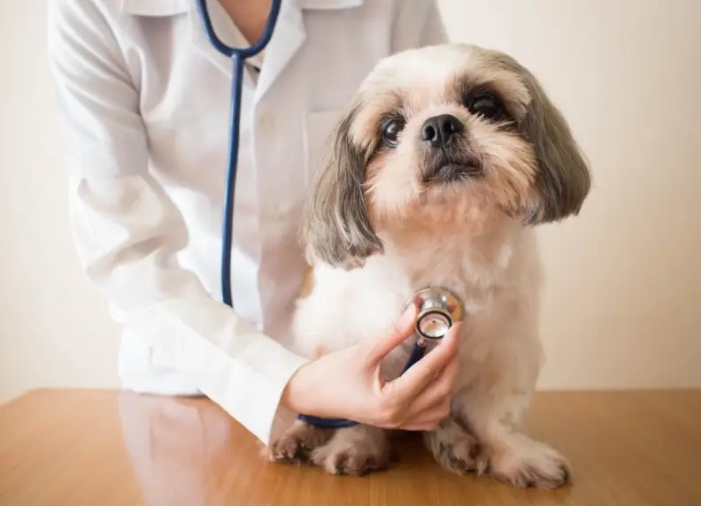 Hartruis bij honden: Oorzaken, symptomen en behandeling
