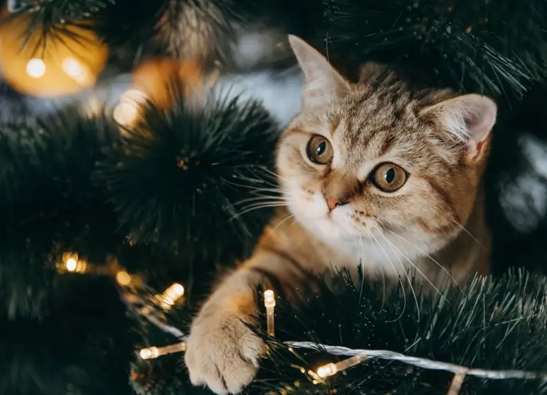 Het gevaar van kerstbomen voor je kat: wat je moet weten