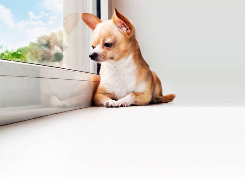 Hoe lang kun je een hond alleen laten? Tips en advies.
