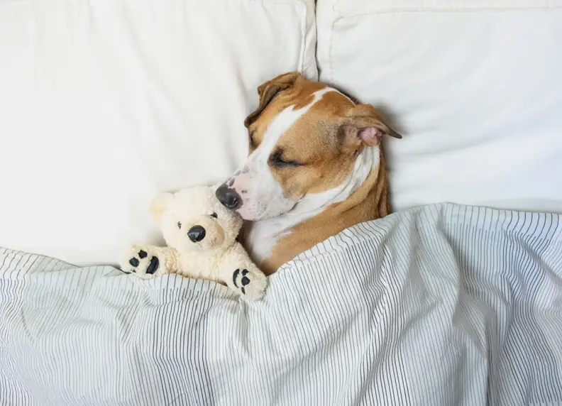 Hond in bed: Gezellig of onhandig? Dit moet je weten