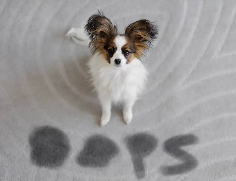 Hond plast in huis: Oorzaken, oplossingen en tips om zindelijkheid te
