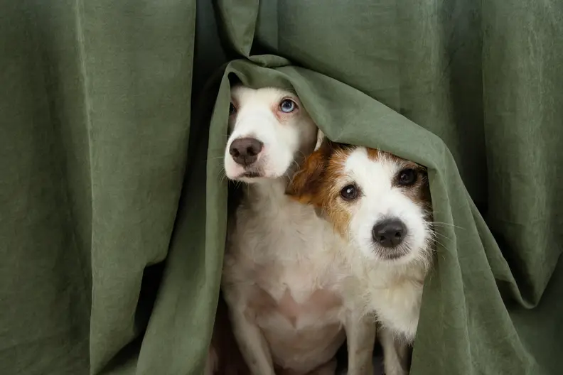 Honden en angst voor onweer: Wat te doen als je hondje bang is