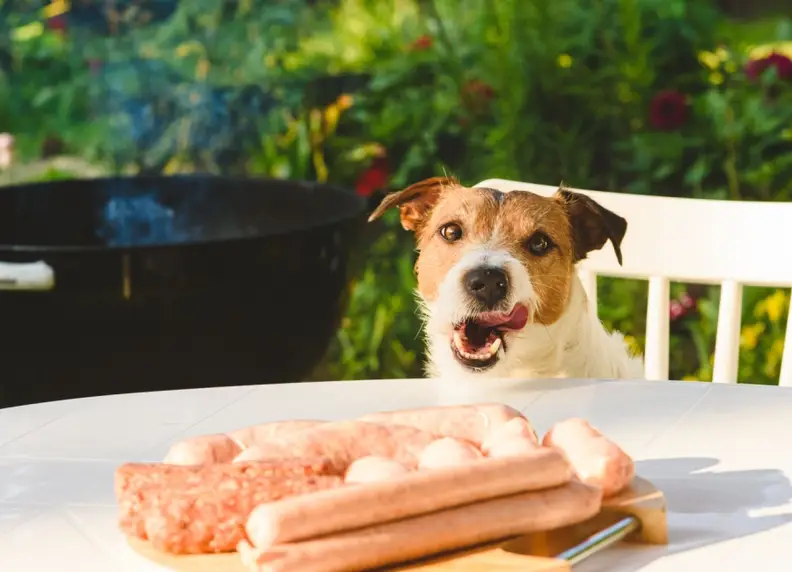 Honden en BBQ: Veilig barbecueën met je hond erbij