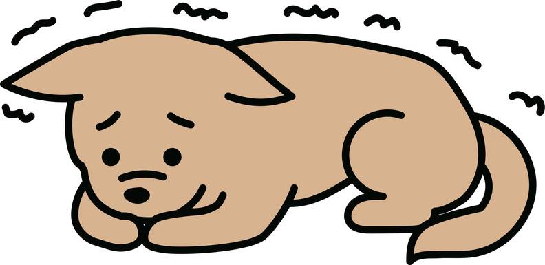 Waarom bibbert mijn hond? Oorzaken, tips en wat je moet weten