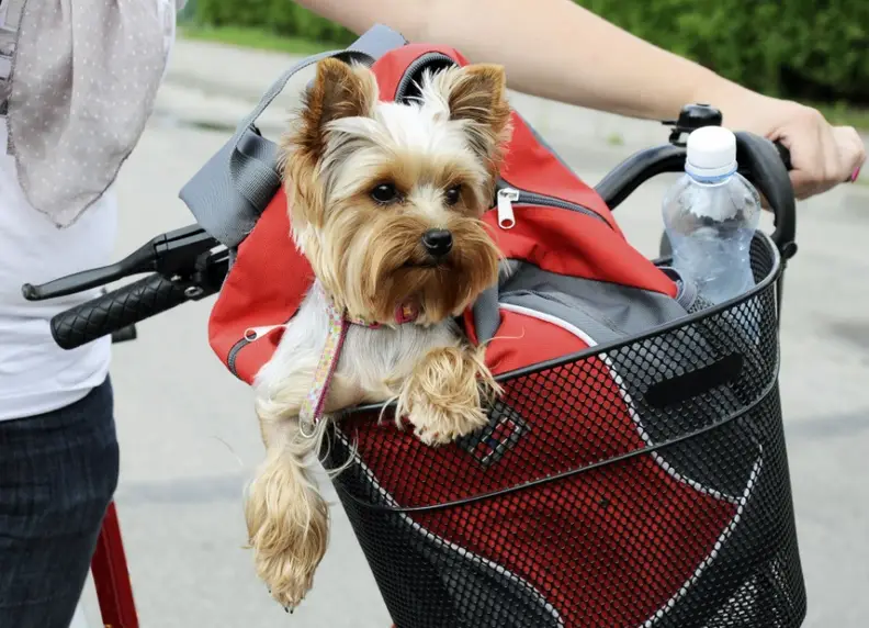 Honden en fietsen : Veilig samen op pad naast of in de fietsmand