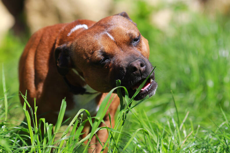 Waarom eten honden gras? Oorzaken, gevolgen en tips voor eigenaren