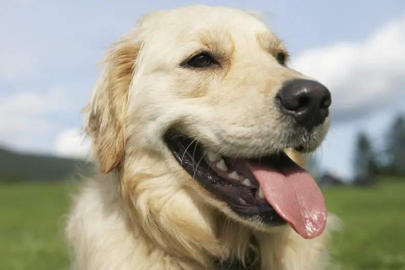 Waarom hijgt mijn hond? Oorzaken, tips en wanneer je oplettend moet zijn