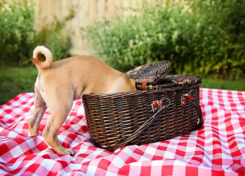 Honden en picknicken: Veilig en gezellig buiten eten met je hond