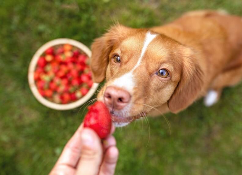 Honden en zomersnacks: Gezonde en verfrissende traktaties voor je hond.