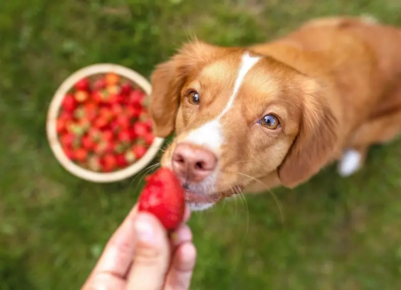Honden en zomersnacks: Gezonde en verfrissende traktaties voor je hond.
