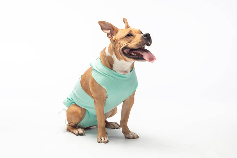 Wat kost het castreren van een hond? Informatie en bespaartips