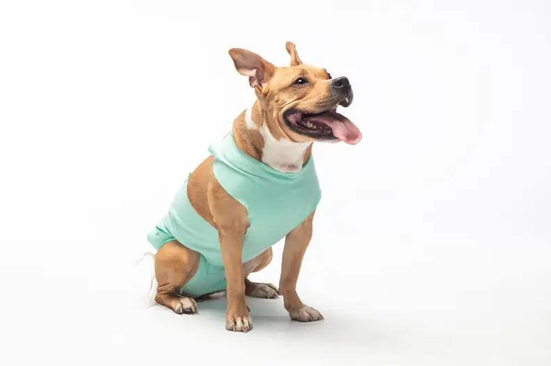 Wat kost het castreren van een hond? Informatie en bespaartips