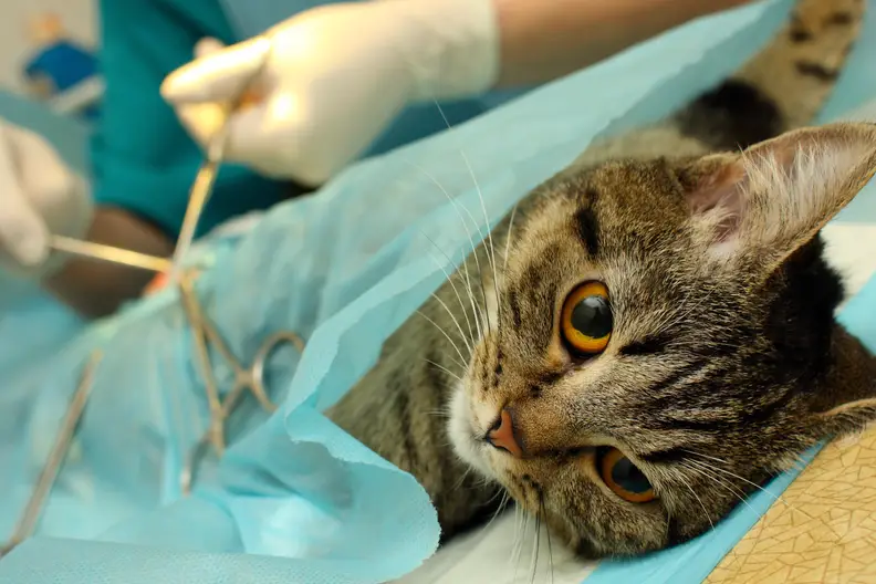 Wat kost het castreren van een kat? Overzicht en bespaartips