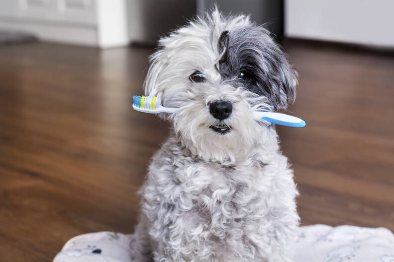 Wat kost een gebitsbehandeling bij honden? alles wat je moet weten