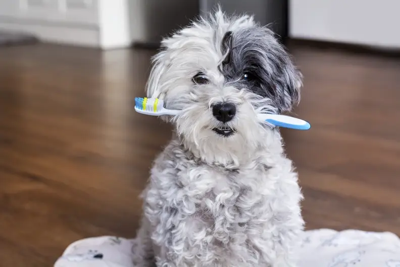 Wat kost een gebitsbehandeling bij honden? alles wat je moet weten