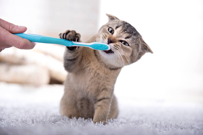 Wat kost een gebitsbehandeling voor je kat? Informatie en tips