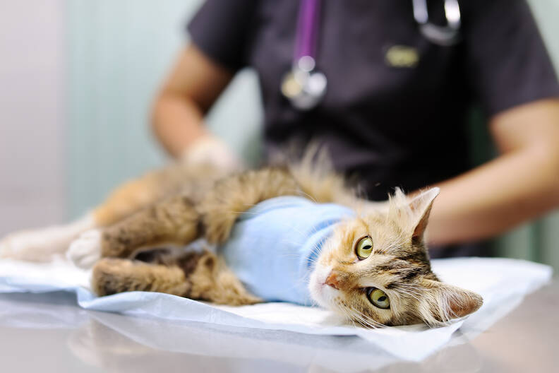 Kosten sterilisatie kat
