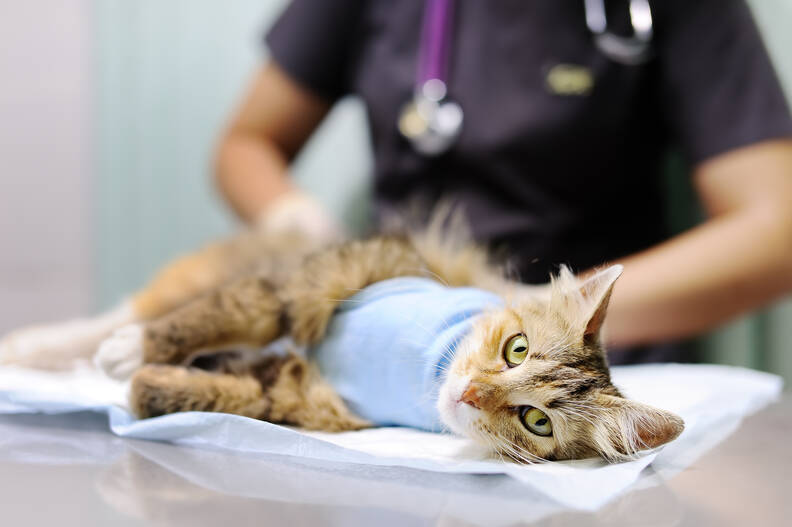 Wat kost het steriliseren van een kat? Alles wat je moet weten