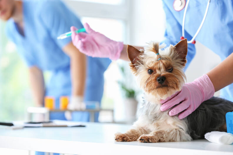  Kosten vaccinatie hond