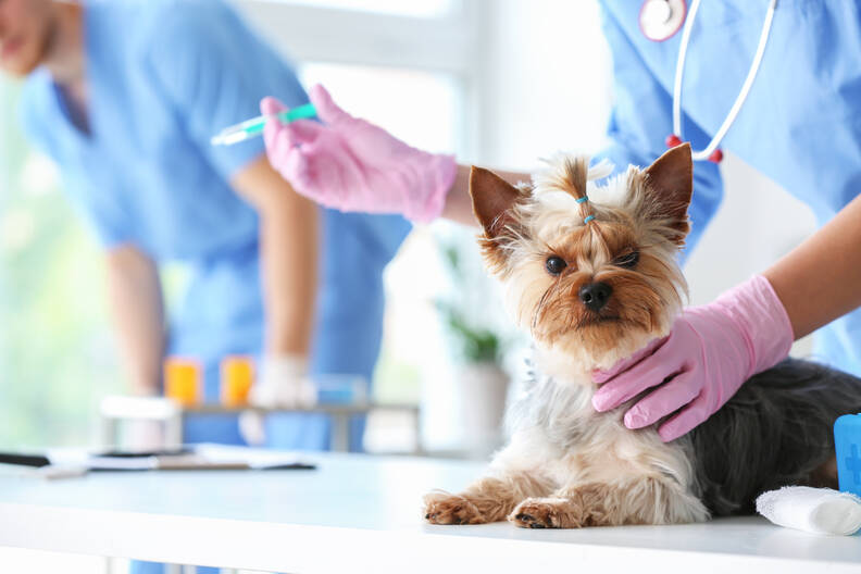 Wat kost het vaccineren van honden? Belangrijke informatie en tips