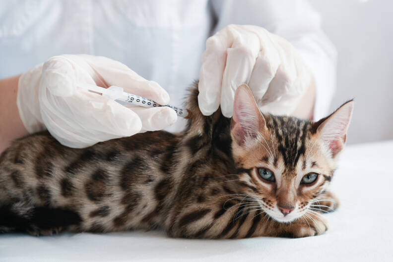 Wat zijn de kosten van vaccinaties voor katten? Alles wat je moet weten