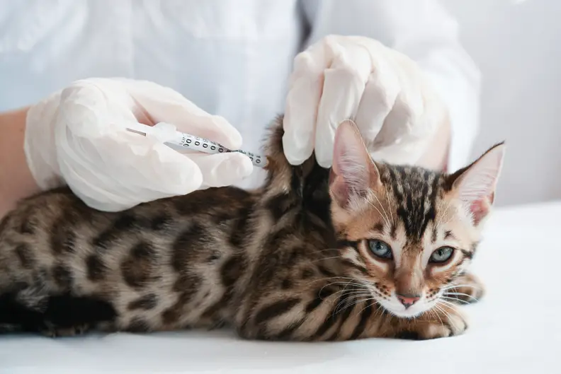 Wat zijn de kosten van vaccinaties voor katten? Alles wat je moet weten