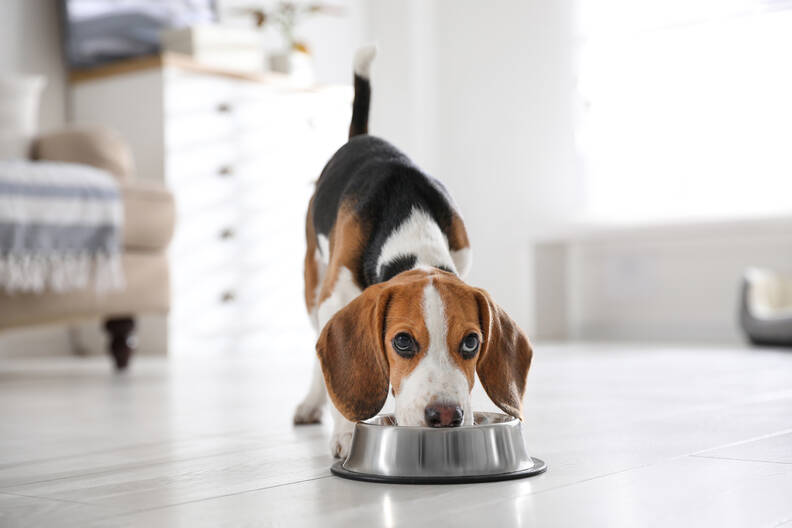 Kosten van de juiste voeding voor je hond