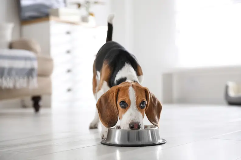 Wat kost de juiste voeding voor je Hond? Tips en prijzen