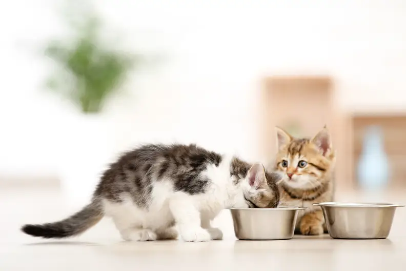 Wat kost de juiste voeding voor je kat? Tips en uitgaven.