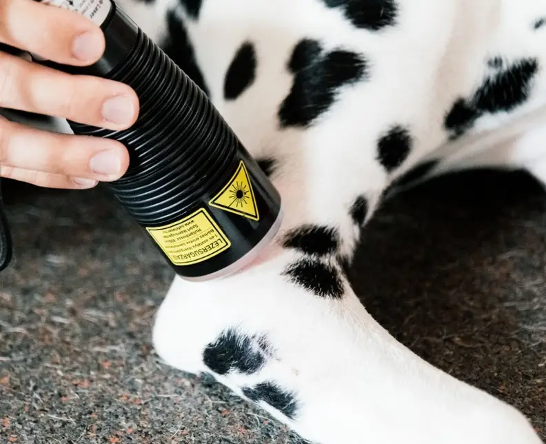 Lasertherapie voor honden: Pijnloos herstel en pijnverlichting