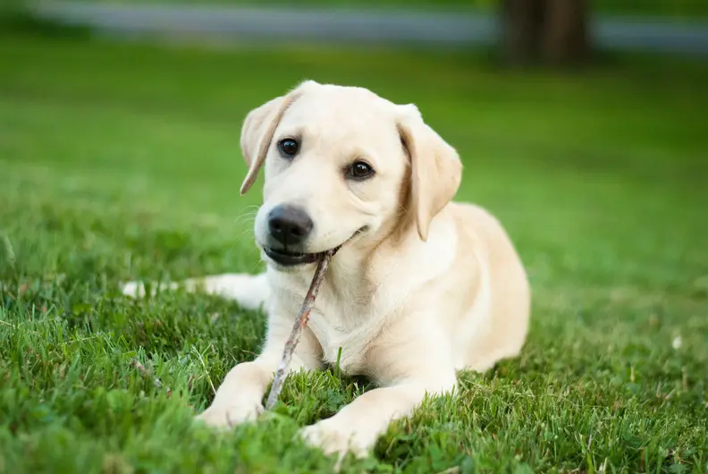 Maagkanteling bij honden: Herkenning, behandeling en preventie