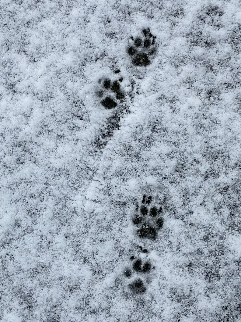 Met je hond in de sneeuw: Activiteiten, tips, gevaren en voordelen