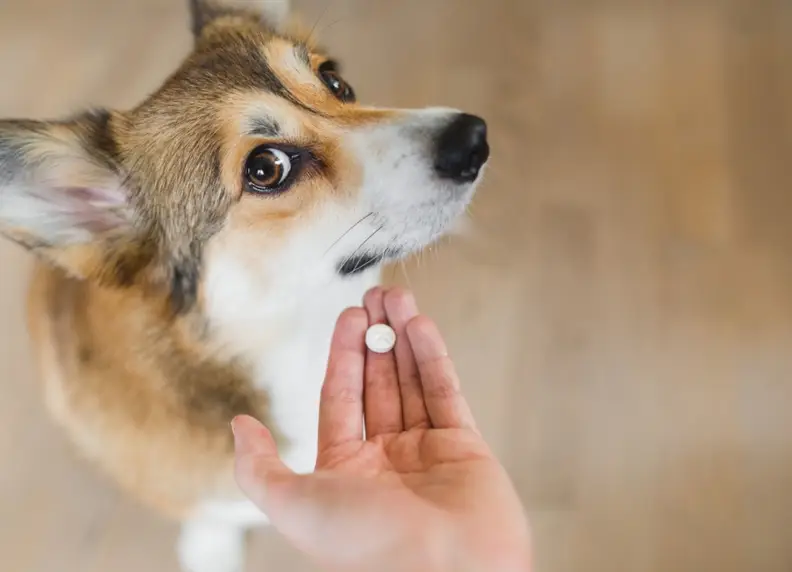 Mijn hond wil geen medicatie nemen: Tips en oplossingen