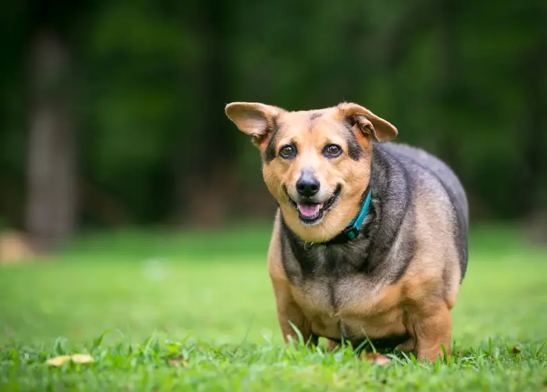 Obesitas bij honden: Oorzaken, gevaren en oplossingen