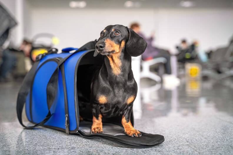 Op reis met je hond: Alles wat je moet weten