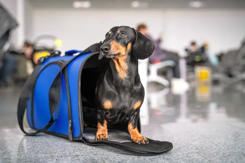 Op reis met je hond: Alles wat je moet weten