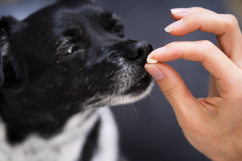 Probiotica voor honden: Gezonde darmflora voor jouw viervoeter