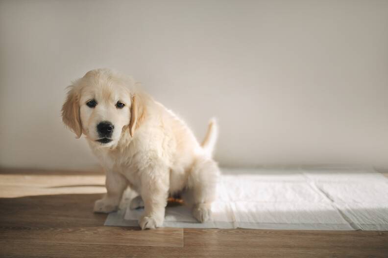 Hoe maak ik mijn puppy zindelijk? Praktische tips voor je nieuwe puppy