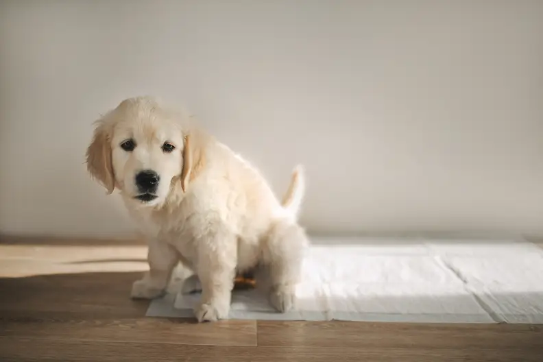 Hoe maak ik mijn puppy zindelijk? Praktische tips voor je nieuwe puppy