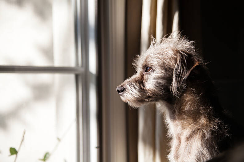 Verlatingsangst bij honden: Oorzaken, symptomen en oplossingen