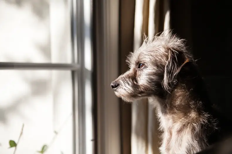 Verlatingsangst bij honden: Oorzaken, symptomen en oplossingen