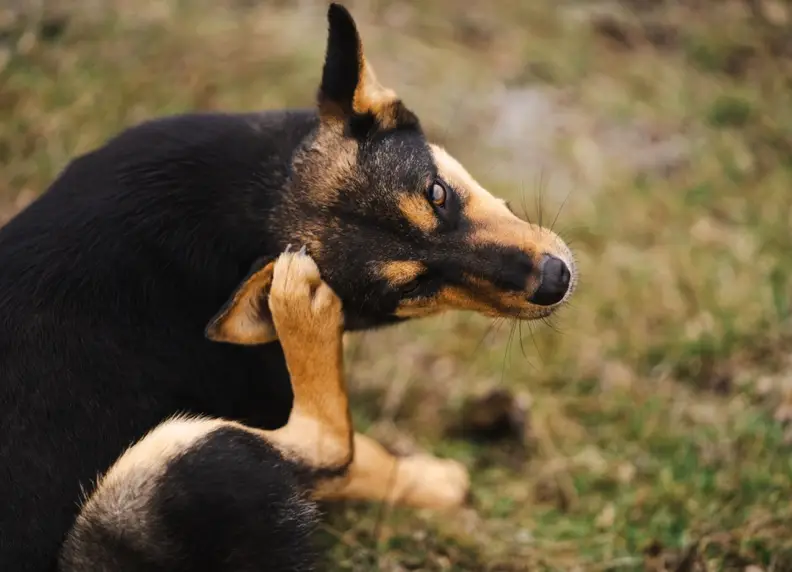 Voedingsallergie bij honden: Zo help je je viervoeter