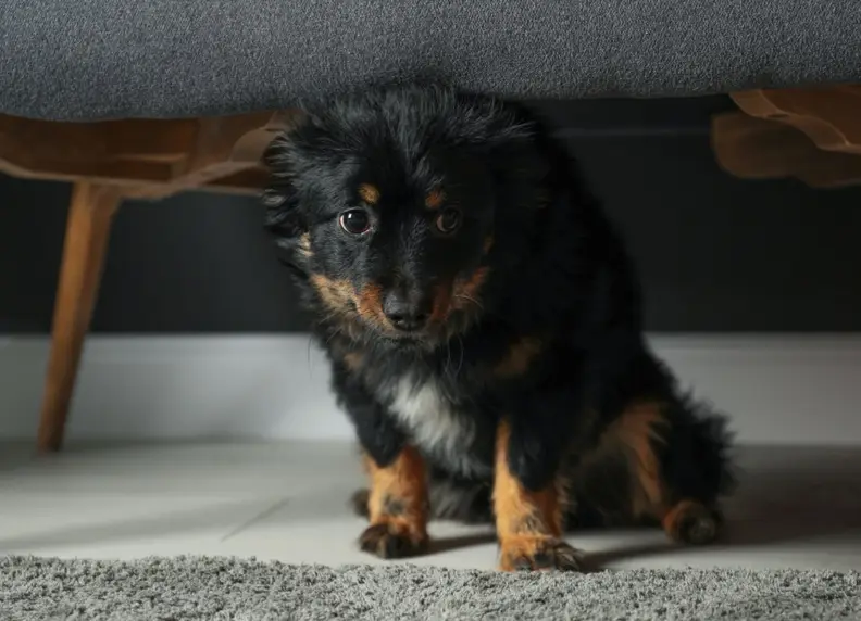 Vuurwerk en angst bij honden: Tips en Advies