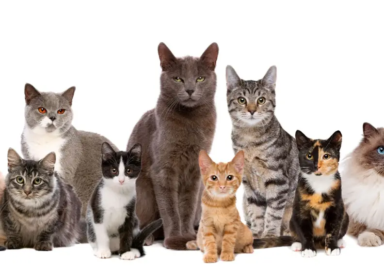 Welke kat past bij mij? Een gids voor het kiezen van het juiste kattenras