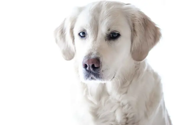 Hond