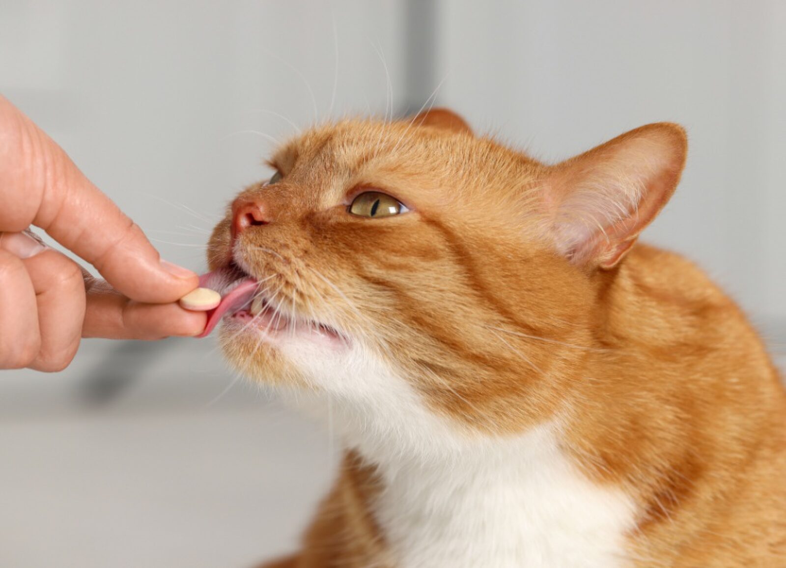 Wormen en vlooien bij katten