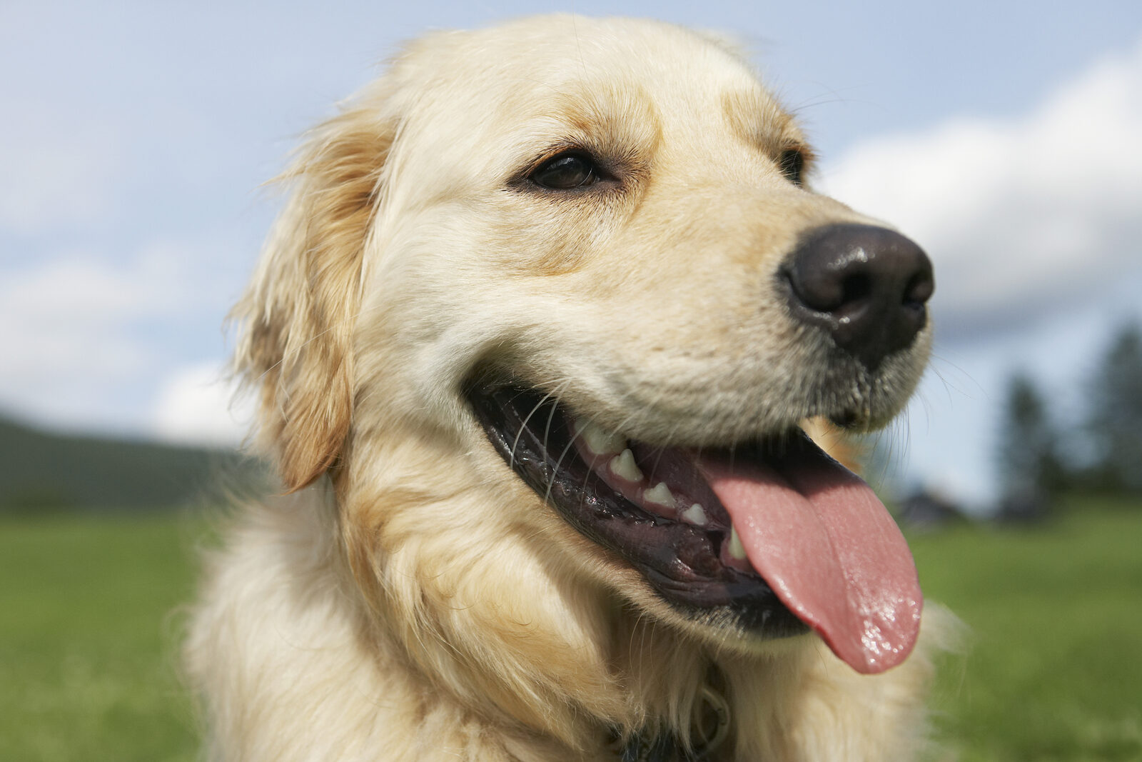 Honden en hijgen